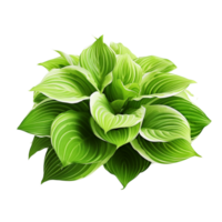 AI generated Green leaves hosta plant bush clip art png