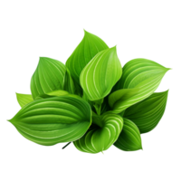 AI generated Green leaves hosta plant bush clip art png