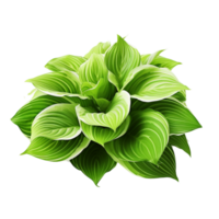 AI generated Green leaves hosta plant bush clip art png