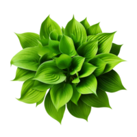 ai generiert Grün Blätter Hosta Pflanze Busch Clip Kunst png