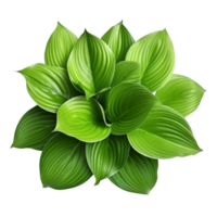 ai generato verde le foglie hosta pianta cespuglio clip arte png
