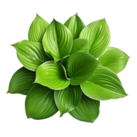 AI generated Green leaves hosta plant bush clip art png