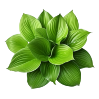 AI generated Green leaves hosta plant bush clip art png