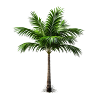 AI generated Green palm tree clip art png