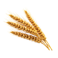 AI generated Golden wheat stalk clip art png