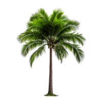 AI generated Green palm tree clip art png