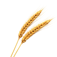 AI generated Golden wheat stalk clip art png