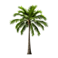 AI generated Green palm tree clip art png