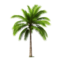 AI generated Green palm tree clip art png