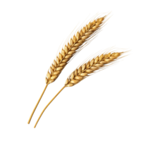 AI generated Golden wheat stalk clip art png