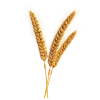 AI generated Golden wheat stalk clip art png