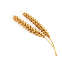 AI generated Golden wheat stalk clip art png