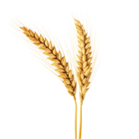 AI generated Golden wheat stalk clip art png