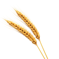 AI generated Golden wheat stalk clip art png