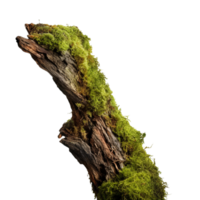 AI generated Green moss on rotten bark tree clip art png