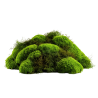 AI generated Green moss with grass clip art png