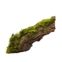 AI generated Green moss on rotten bark tree clip art png