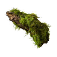 ai gegenereerd groen mos Aan verrot schors boom klem kunst png