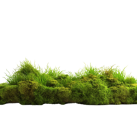 AI generated Green moss with grass clip art png