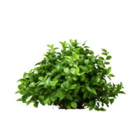 AI generated Green bush clip art png