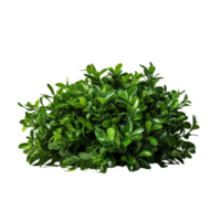 AI generated Green bush clip art png