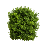 AI generated Green bush clip art png