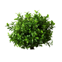 AI generated Green bush clip art png