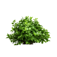 AI generated Green bush clip art png