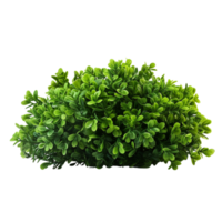 AI generated Green bush clip art png