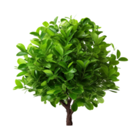 AI generated Green bush clip art png