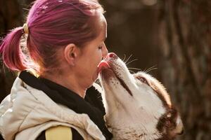 Siberian Husky dog kissing woman with pink hair, true love of human and pet, funny meet photo