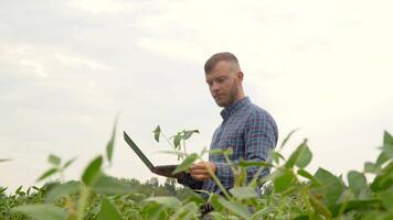 A plant specialist, checking the field soy a background of greenery. Soybean field video