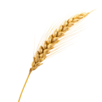 AI generated Golden wheat stalk clip art png