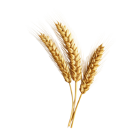 AI generated Golden wheat stalk clip art png