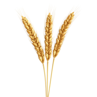 AI generated Golden wheat stalk clip art png