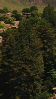 vuelo encima el hermosa verde abetos y pequeño de madera casas en soleado caliente día. pueblo a el pie de un montaña. parte superior vista. vertical vídeo video
