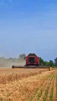 massiccio raccolta macchina si avvicina nel il campo di maturo Grano. combinare lentamente equitazione attraverso rurale taglio giallo gambi di Grano. agricolo campo dopo raccolto. verticale video