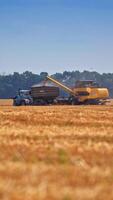 Large yellow combine loading off wheat grains into tractor trailer. Two harvesting machines in the wheat field in distance. Gathering crops on sunny hot day. Vertical video