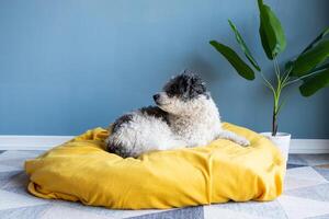 cute bichon frise dog sitting on yellow pet bed over blue wall background at home photo