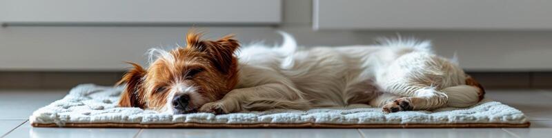 AI generated Cute relaxed dog lying on cool mat in hot day , white wall background, summer heat. ai generated photo