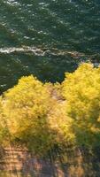 Yellow trees waterfront adorned by the sparkling waves of river. Wind blowing across the water surface and tree leaves. Top view. Vertical video