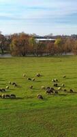 flock av får på by bakgrund. inhemsk djur äter grön gräs på fält i de landsbygden. många får betning på bete. antenn se. vertikal video