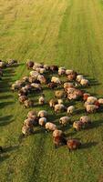 mandria di pecora nel soleggiato giorno. gregge di soffice animali a piedi su campo pascolo. bellissimo pecora su un' verde prato. superiore aereo Visualizza. verticale video