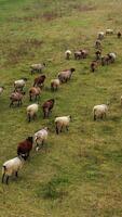 Herding sheep on field. Domestic animals return to farm from pasture. Group of fluffy sheep moving on a meadow. Drone view. Vertical video