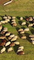 Sheep on meadow in sunny day. Beautiful sheep herd grazing on field. View from above on fluffy domestic animals eating grass. Camera rising up. Vertical video