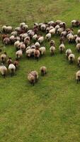 Herd of sheep on pasture. Group of beautiful domestic mammals grazing on field. Sheep feeding on a meadow. Aerial view. Vertical video