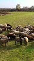 bellissimo pecora nel pascolo. bianca e Marrone pecora pascolo su campo nel il campagna. mandria di domestico animali mangiare erba all'aperto. verticale video