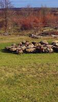 Sheep herd moving in the countryside. Group of domestic animals grazing on field in sunny day. Beautiful sheep on autumn nature background. Vertical video