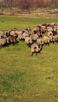 Group of sheep on nature. Herd of brown sheep animals walking on field to graze in a sunny day. Livestock agriculture concept. Drone view. Vertical video