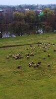 pascolo nel il campagna. mandria di pecora pascolo su campo su rurale scenario sfondo. gruppo di di lana animali su un' prato. bestiame agricoltura. verticale video